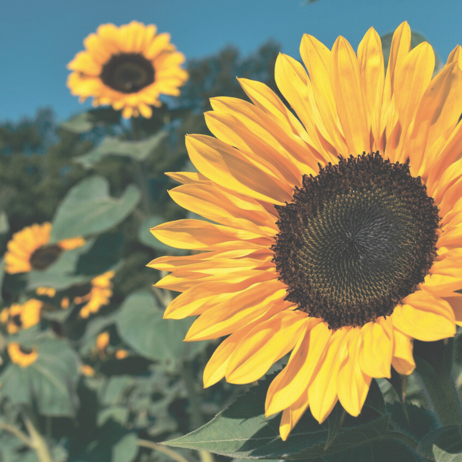 Zonnebloem was, zonnebloem wax, zonnebloem kaarsen, natuurlijke geurkaarsen